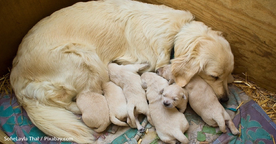 Watch This Dog Mama Comfort Her Confused Newborn Puppy