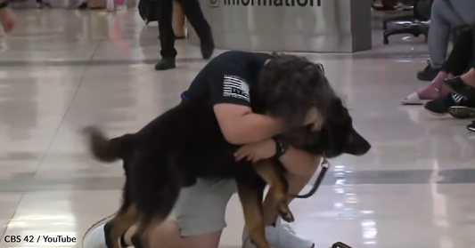 Former Marine Reunites With German Shepherd He Served With After Years Apart