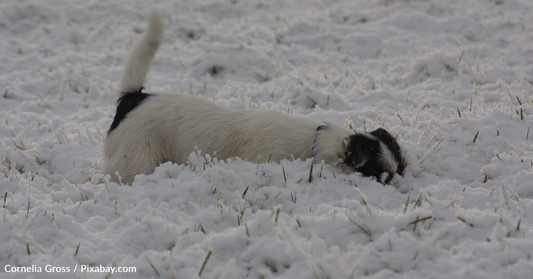 Jack Russell Terrier Plows Through Deep Snow In Search Of Her Ball