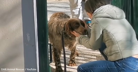 Dog Tangled With Wire Survives Harsh Winter On The Streets
