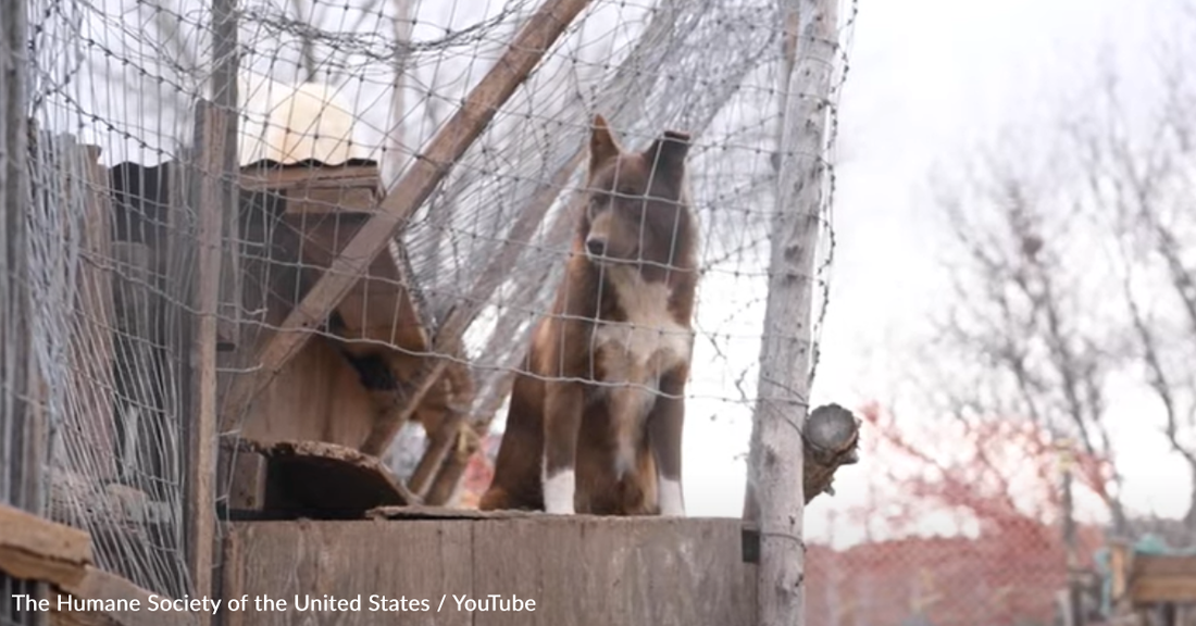 Dozens Of Dogs And Puppies Rescued From Neglectful Home In New Mexico