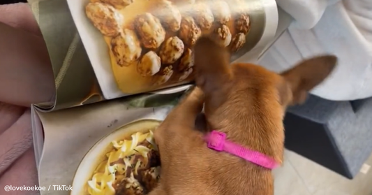 Rescue Puppy Tries To Eat Magazine Photos Of Tasty-Looking Food