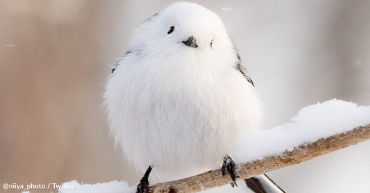 People Are In Love With Japan's Adorable 'Snow Fairy' Birds