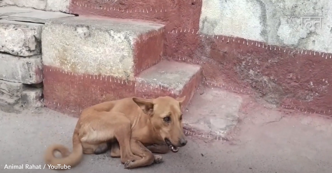 Stray Dog With Bone Stuck In Its Mouth Gets Pampered At The Vet