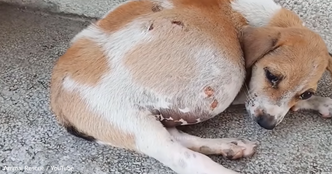 Puppy With Huge Abdomen Abandoned In A Cardboard Box