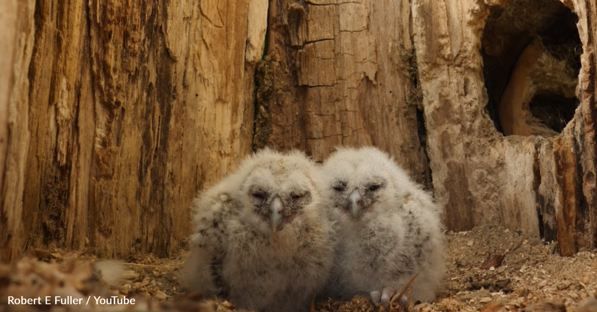 Wild Tawny Owl Adopts Orphaned Rescue Chicks | GreaterGood