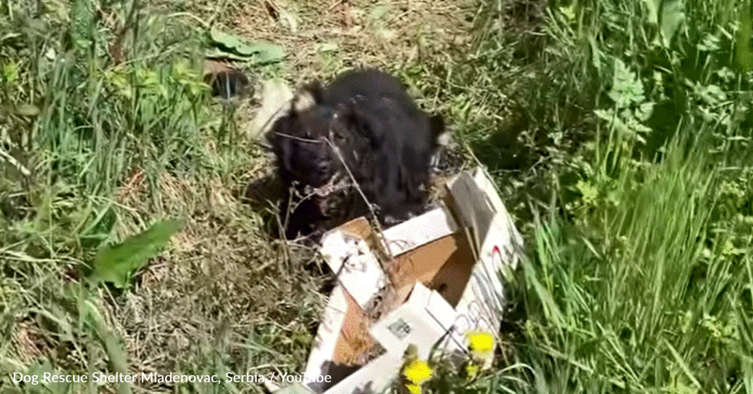 Rescuers Save Abandoned Dog And Her Newborn Puppies From A Roadside Ditch