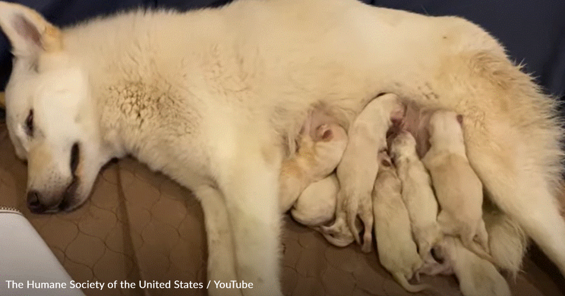 Dog Rescued From Large-Scale Neglect Case Gives Birth To Seven Healthy Puppies