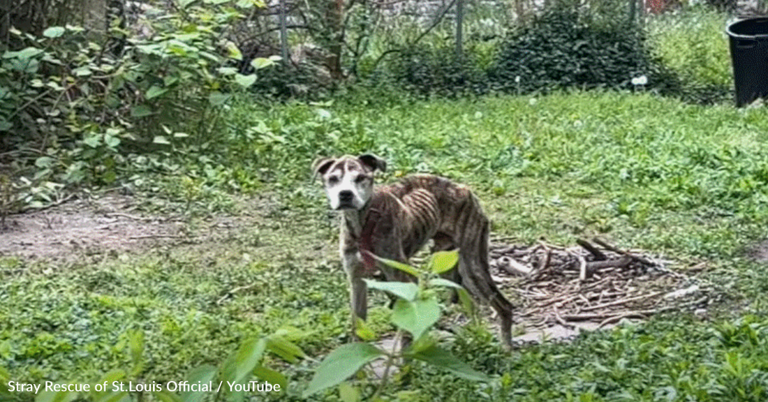 Skinny Dog Found Starving To Death Gets A Second Chance At Life