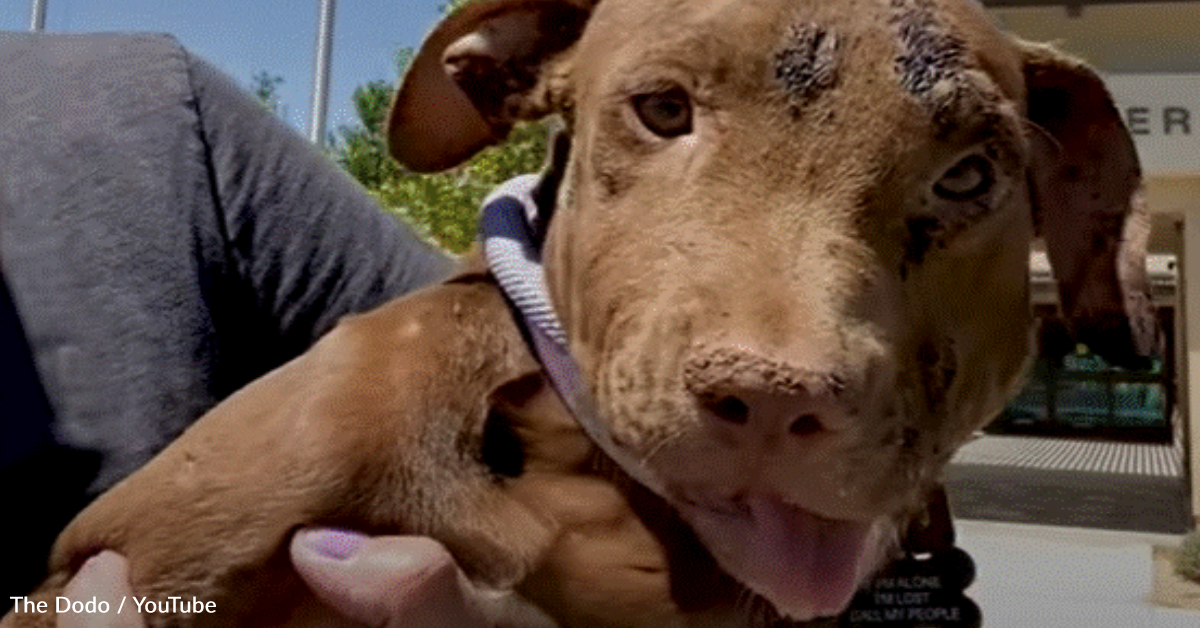 Rescue Pittie Becomes BFFs With Family's Dog And Turns Into A Foster ...