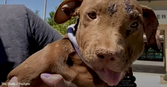 Rescue Pittie Becomes BFFs With Family's Dog And Turns Into A Foster Fail