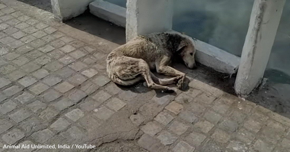 Dog With Neck Wound Lays Down To Die But Help Is On Its Way