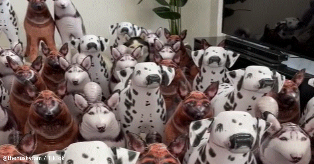 Can You Find The Real Dog Hidden Among The Fake Dogs?