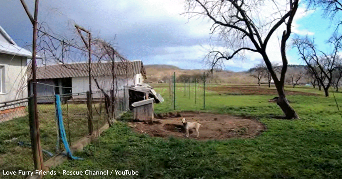 Dog Left Behind During Ukrainian Evacuations Refuses To Give Up On Life