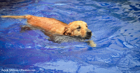 Vet Issues Warning After Puppy Dies From A Kiddie Pool