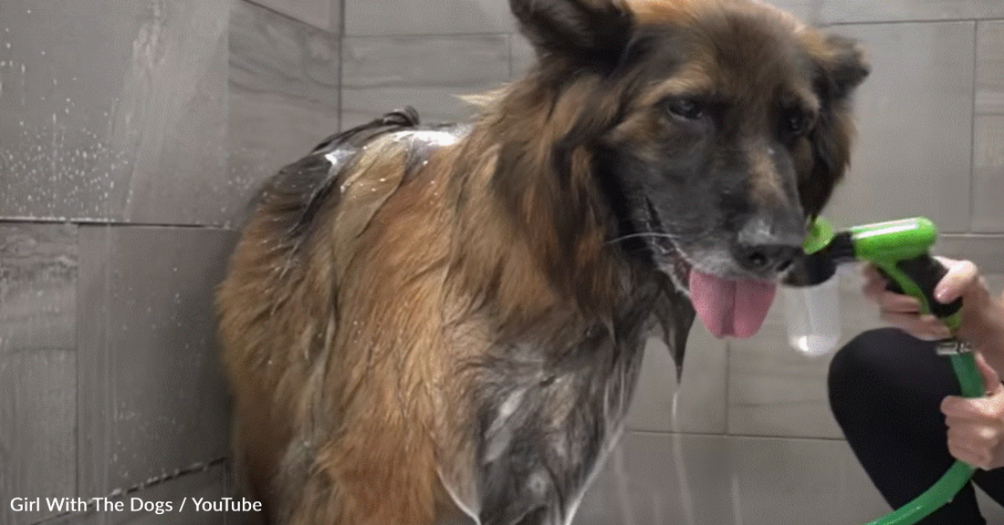 Talkative German Shepherd Goes To The Groomer For The Very First Time