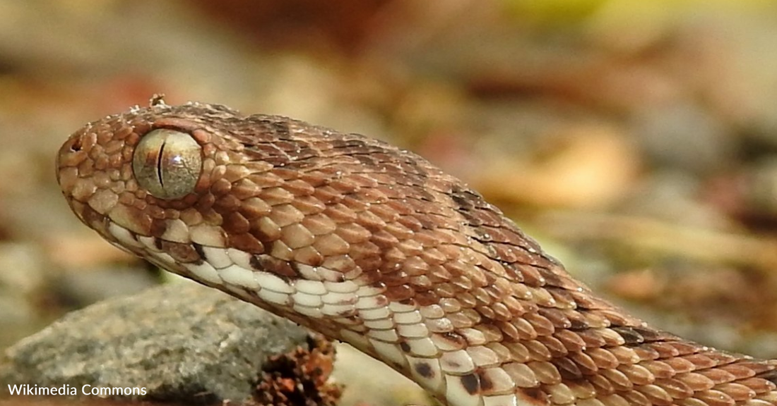 Meet The World's Deadliest Snake: The Saw-Scaled Viper