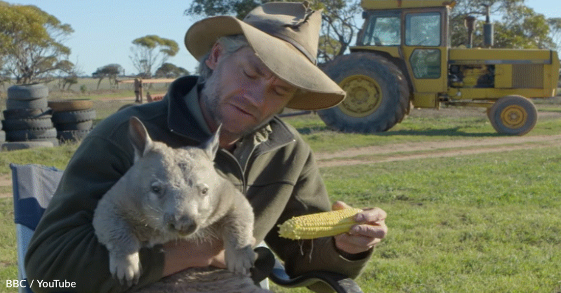 Man Holds Farting Wombat That's Angrily Eating Corn