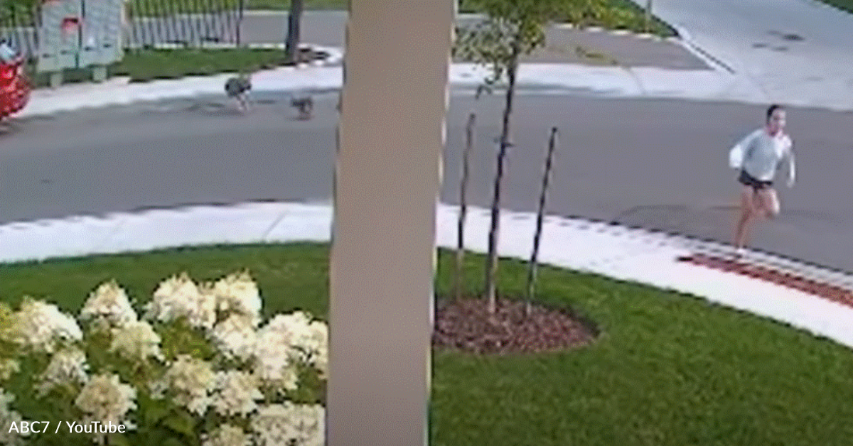 Brave Yorkie Fights Back During Coyote Attack In Broad Daylight ...