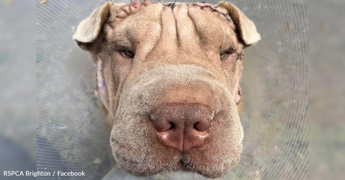 Rescue Shar Pei Gets A 'Face Lift' So He Can See Again