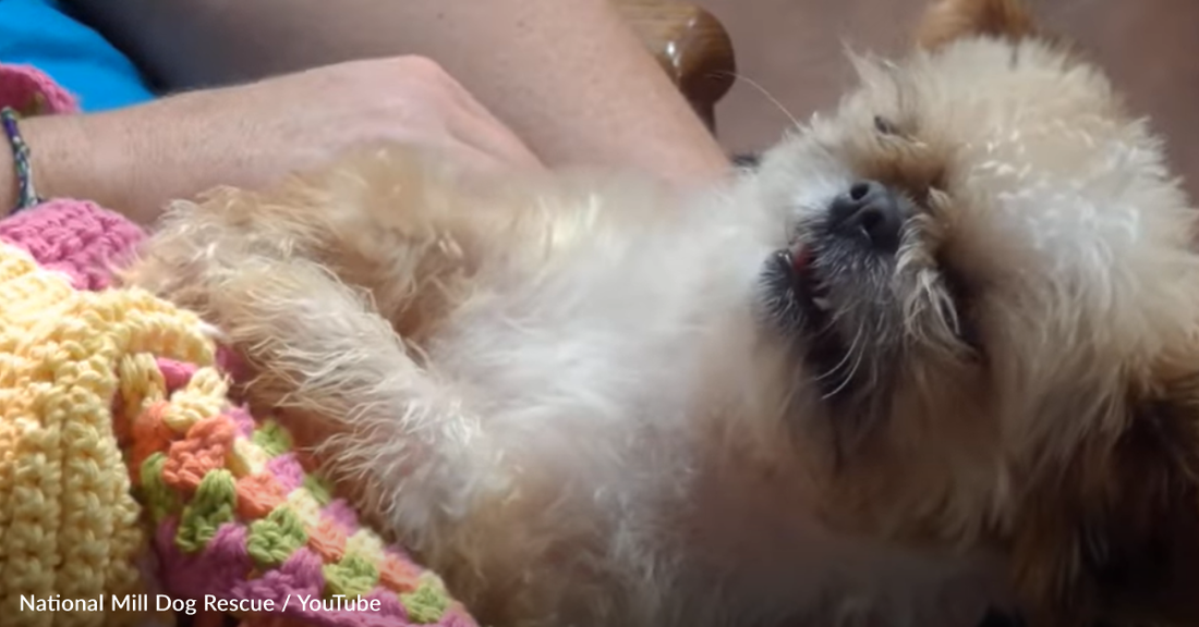 Tiny Abused Dog 'Talks' To The People Who Rescued Him