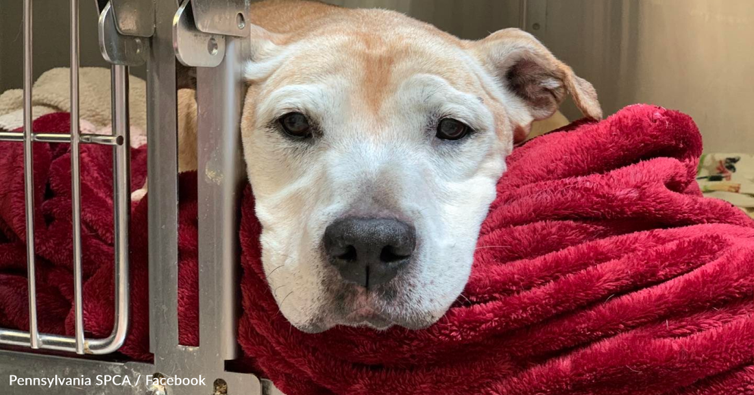 Vet Tech Adopts Senior Dog Who Was Returned To The Shelter After 12 Years