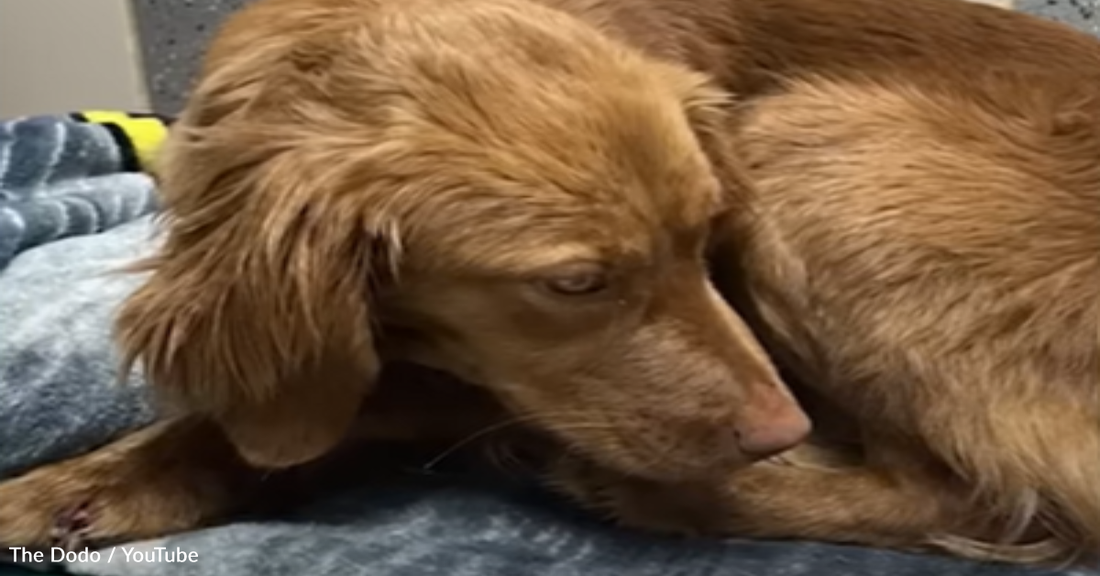 Terrified Puppy Found Living Outside Learns How To Trust Again