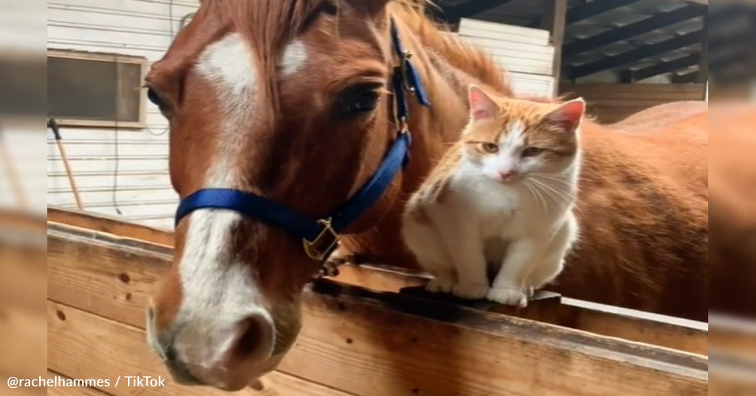 Horse And Cat Become BFFs