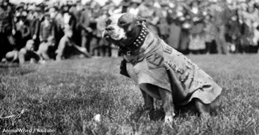 Meet Stubby: A Stray Who Became America's Most Decorated War Dog