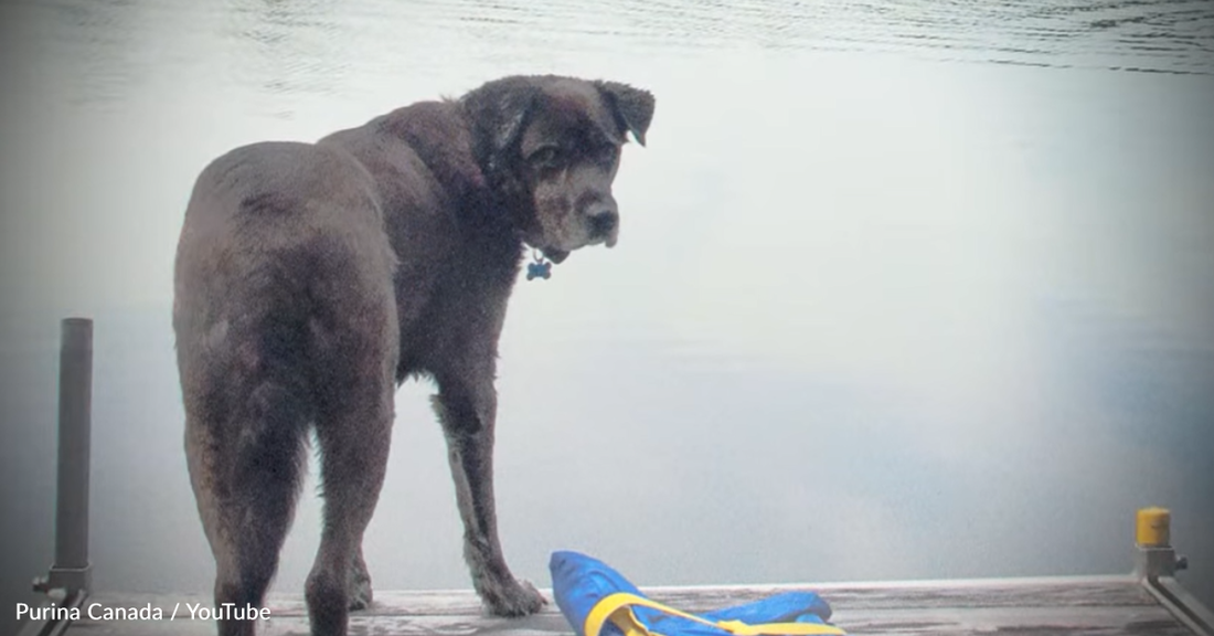 Man Rescues Puppy From The Woods Not Knowing It Would Save His Life 10 Years Later