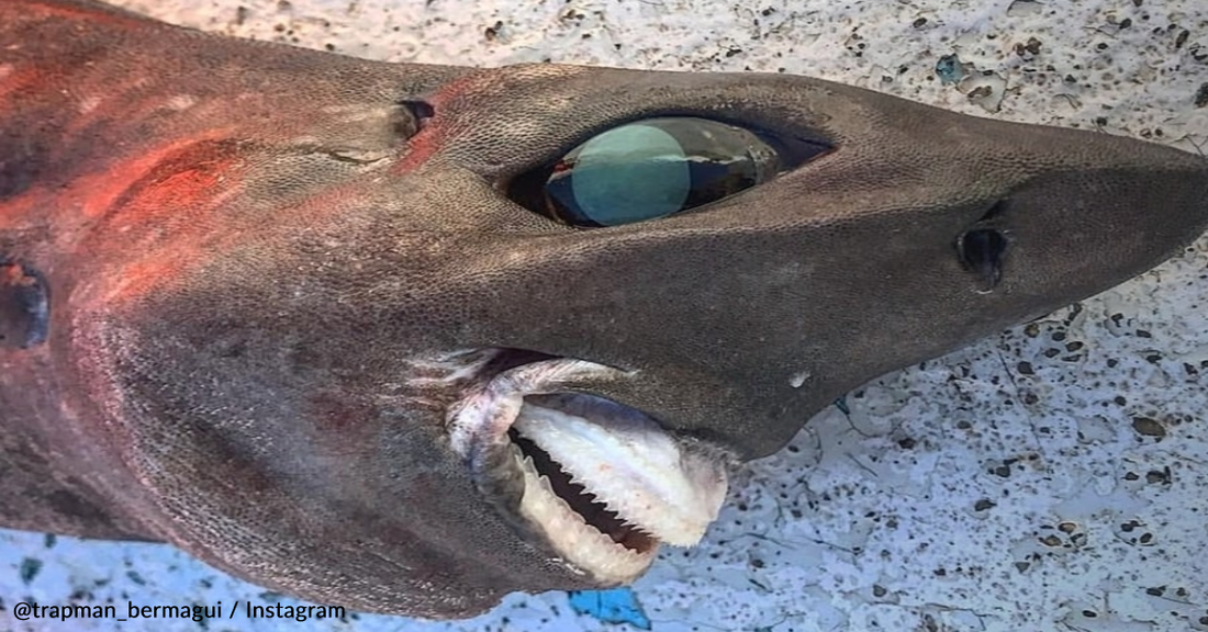 Fishermen Catch Mysterious Deep Sea Shark Off The Coast Of Australia