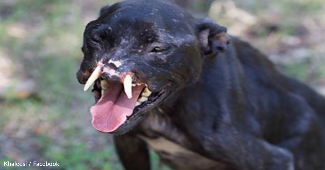 Abused Pit Bull With Missing Snout Inspires People Around The World