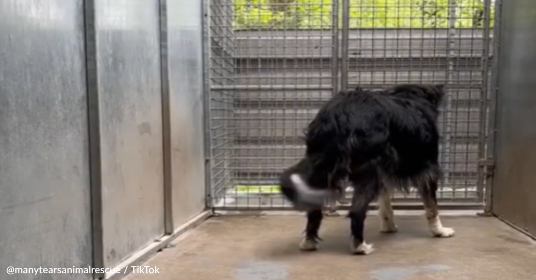 Blind Rescue Dog Finally Goes Home After 15 Months At The Shelter