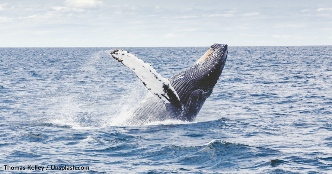 Researchers Find Humpback Whales Singing The Same Song 8,700 Miles Apart