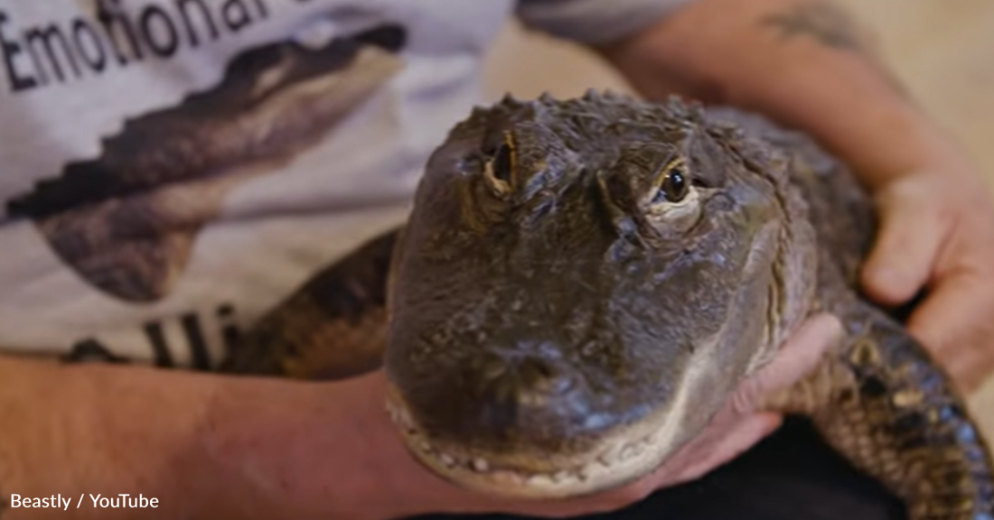 Wally The Emotional Support Alligator Loves Getting Cuddles And Hugs