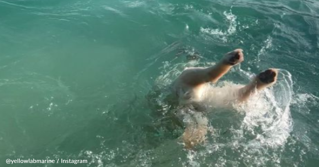 Max The Rescue Dog Thinks He's A Mermaid