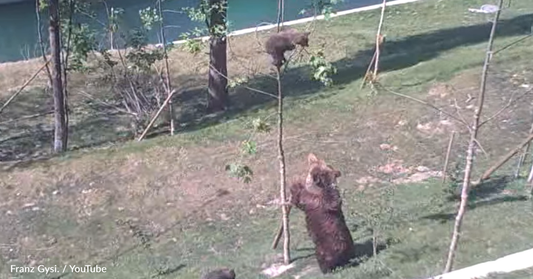 Video Captures Mama Bear Desperately Trying To Rescue Her Cub Stuck In A Tree