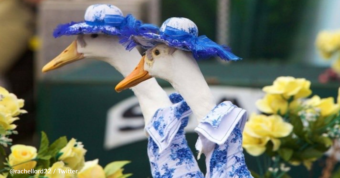 You Can Watch Ducks Participate In An Annual Fashion Show In Australia