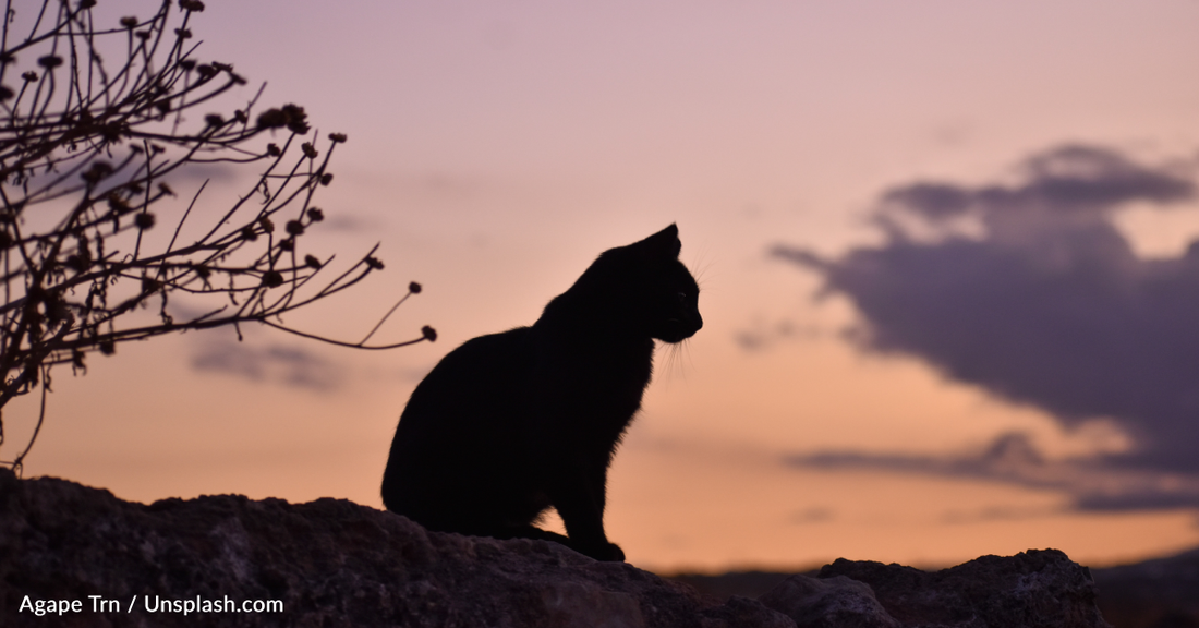 How House Cats Originated From A Wildcat Species Over 10,000 Years Ago