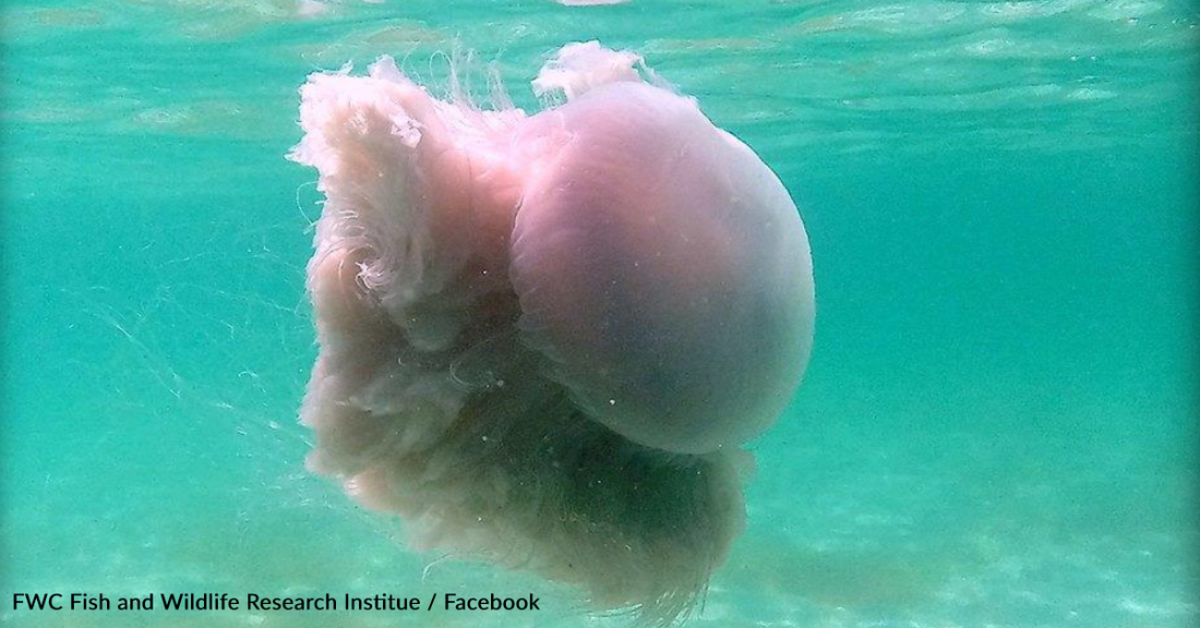 Massive ‘Pink Meanie’ Jellyfish Are Showing Up On The Gulf Coast