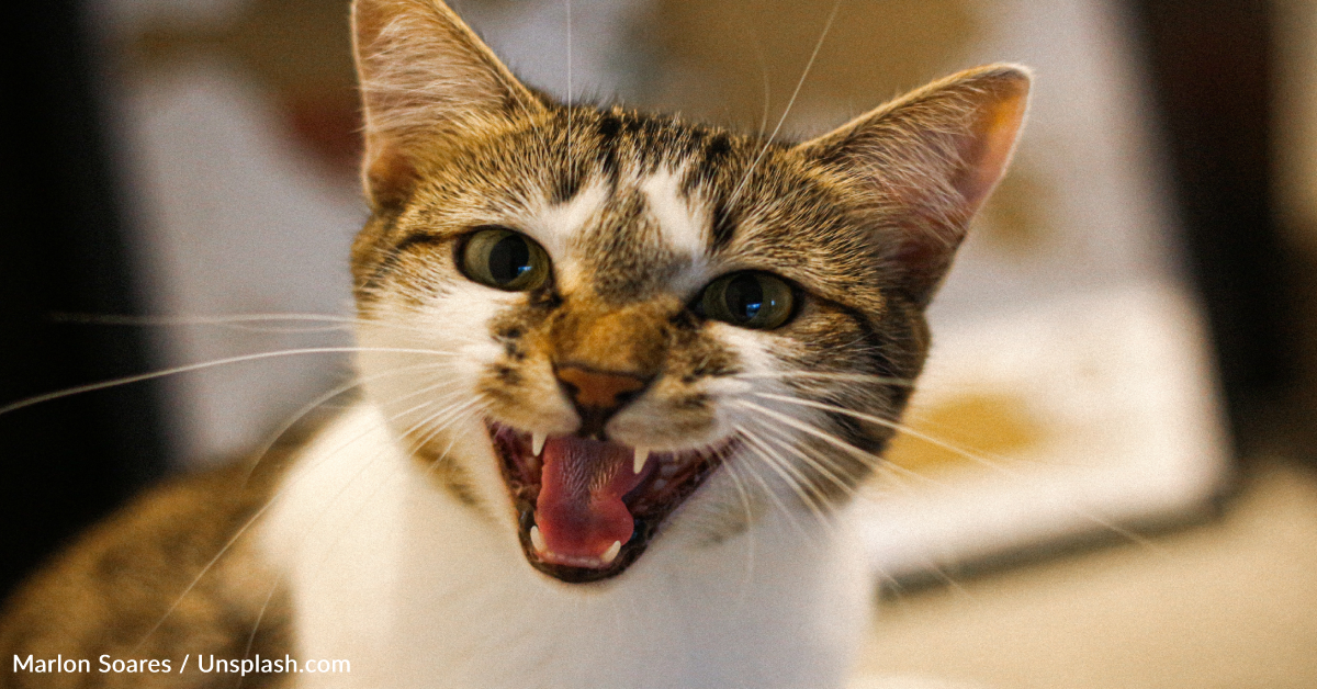 Expert Explains The Reasoning Behind Different "Angry Sounds" That Cats ...