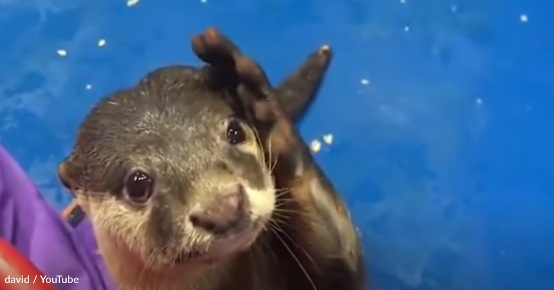 Otter Asks Woman To Scratch His Head In Adorable Viral Video