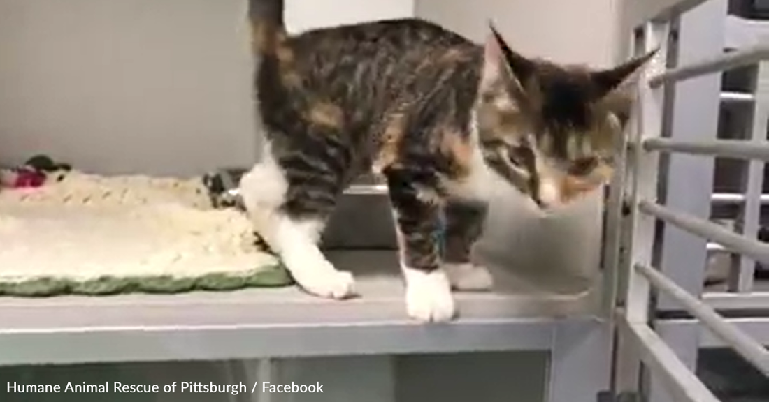 Animal Rescue Shares The Reason Behind Viral Kitten's "Twerking" Dance Moves