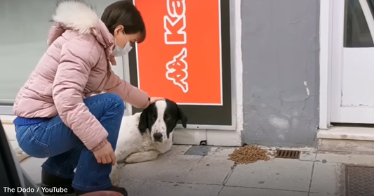 Meet The Women Who Travel Through Greece To Feed And Rescue Stray Dogs