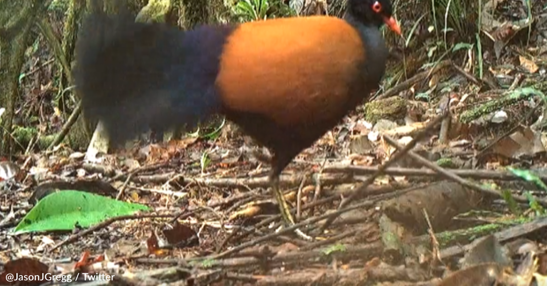 Scientists Capture First-Ever Video Of "Lost" Bird That Hasn't Been Seen In 140 Years