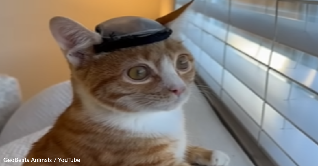 Special Needs Kitten Abandoned By Mom Gets A special Helmet To Protect His Brain