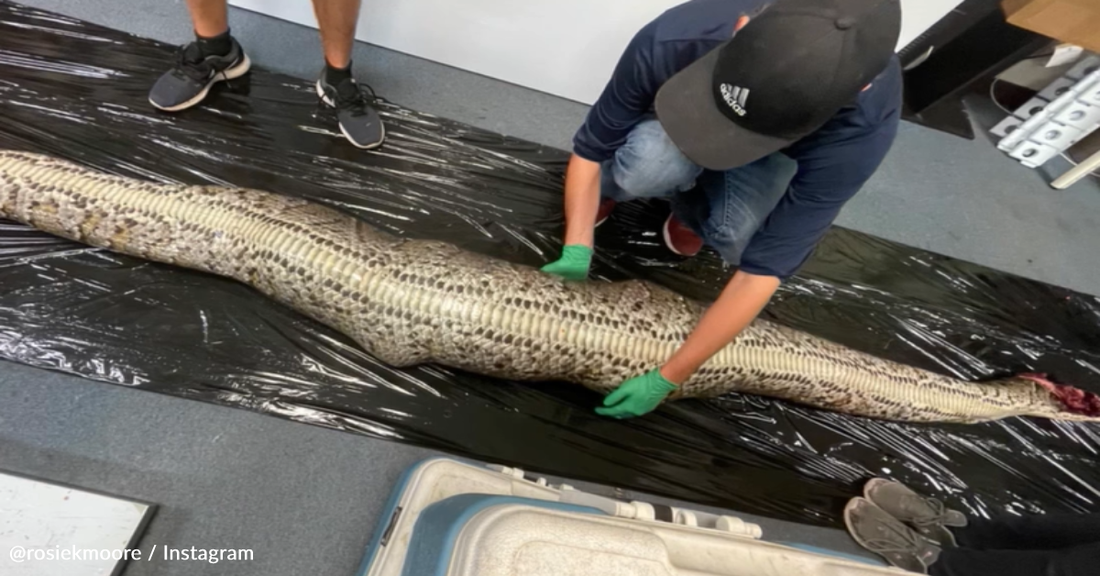 Scientists Pull Whole Alligator From The Stomach Of 18ft-Long Python