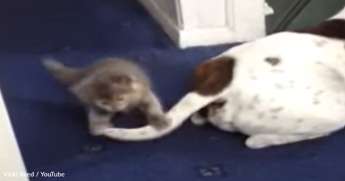 Tiny Kitten Says Hello To Staffy And Can't Stop Playing With His Tail