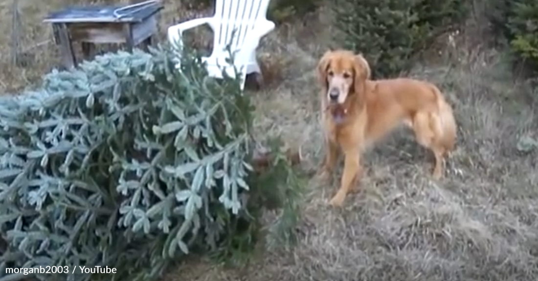 Golden Retriever Uses Christmas Tree As A Giant Chew Toy