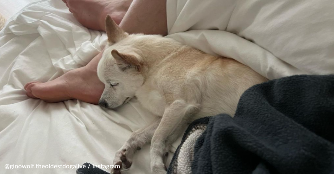 Meet Gino, The Adorable Pooch Known For Being The World's Oldest Dog